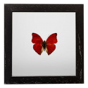 Schmetterling im Rahmen - Cymothoe Sangaris, 16 x 16 cm
